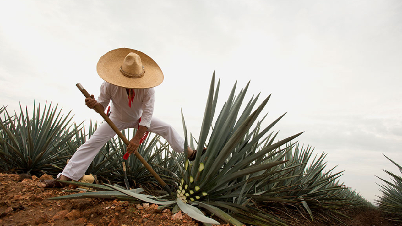 Siemens transforma la industria tequilera 